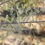 Tamarix mascatensis Flor