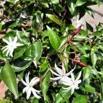 Jasminum laurifolium Blodyn