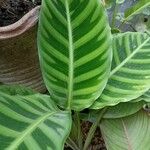 Calathea zebrinaFlower