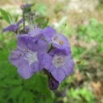 Phacelia bipinnatifida Flor