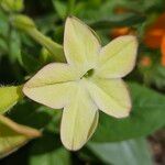 Nicotiana alata 花