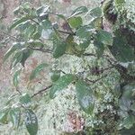 Diospyros abyssinica Leaf