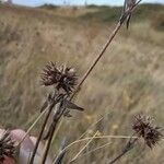 Trifolium squamosum Meyve