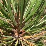 Pinus tabuliformis Feuille