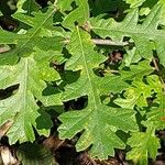 Quercus cerris Blad