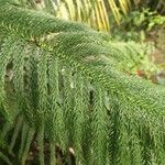 Araucaria columnaris Blad