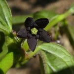 Vincetoxicum nigrum Flower