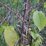 Ostrya virginiana Bark