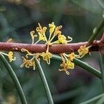 Hakea nodosa Flower