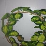 Hoya australis Leaf
