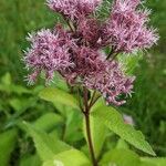 Eutrochium fistulosum Flower