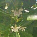 Scaevola taccada Blomma