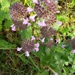 Clinopodium vulgareFlors