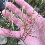 Epilobium coloratum Fruto