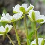 Ranunculus alpestris Blüte
