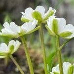 Ranunculus alpestris ফুল