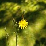 Crepis capillaris花