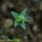 Omphalodes linifolia Foglia