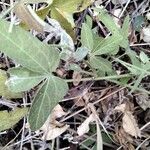 Dalechampia scandens Leaf