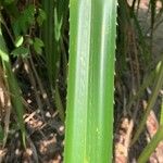 Pandanus urophyllus Yaprak