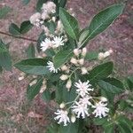Vernonia amygdalina Kvet