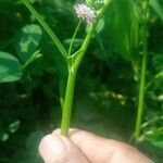 Trifolium resupinatum Blomst