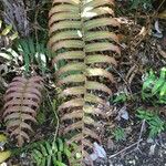 Blechnum cordatum മറ്റ്