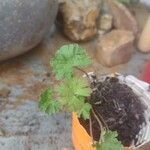 Geranium molle Φύλλο