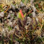 Castilleja pumila Other