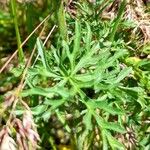 Malva moschata Blad