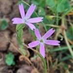 Eudianthe laeta ফুল