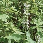 Mentha spicata Flower
