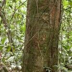 Quararibea bracteolosa Corteza