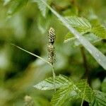 Carex buxbaumii Fruit