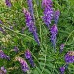 Vicia cracca Blad