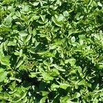 Nasturtium microphyllum Blad