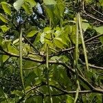 Tabebuia roseoalba Frucht