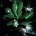 Crossopetalum rhacoma Flor