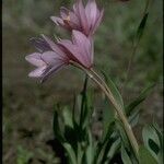 Fritillaria pluriflora Цветок