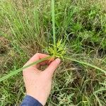 Cyperus iria 葉