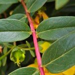 Hypericum × hidcoteense बार्क (छाल)