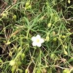 Arenaria montana Habit