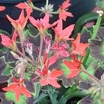 Pelargonium inquinans Flor