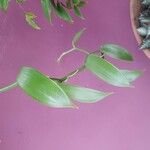 Vanilla planifolia ᱥᱟᱠᱟᱢ