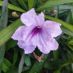 Ruellia simplex Flor