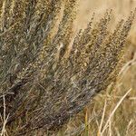 Artemisia cana Bark