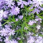 Phlox subulata 葉