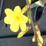 Jasminum nudiflorum പുഷ്പം