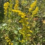 Solidago nemoralis Flower