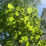 Catalpa ovata পাতা